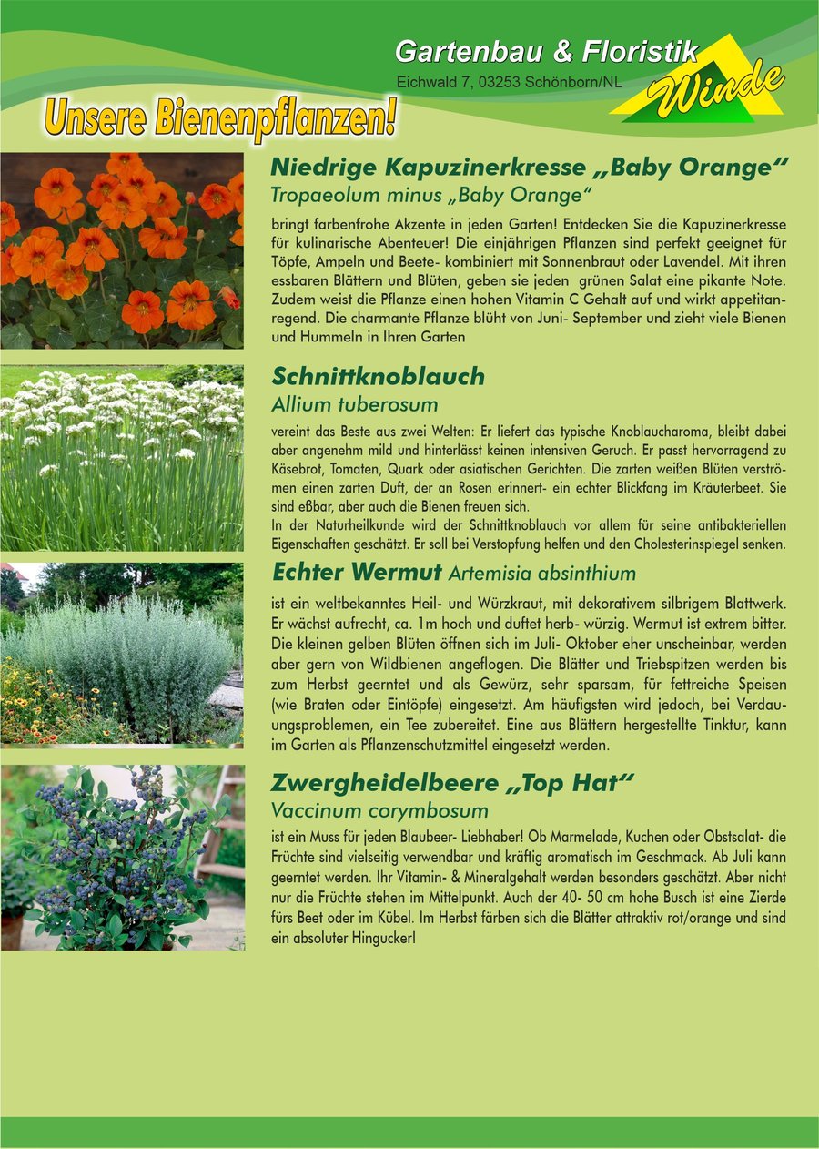 Unsere Bienenpflanzen 2026: Niedrige Kapuzinerkresse Baby Orange, Schnittknoblauch, Echter Wermut und Zwergheidelbeere Top Hat - Gartenbau Winde