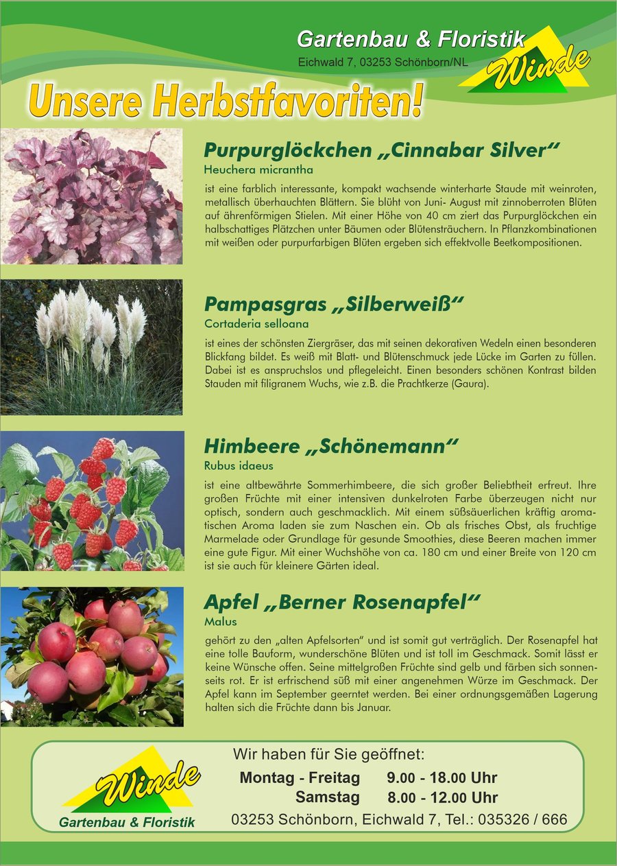 Unsere Herbstfavoriten 2026 – Purpurglöckchen „Cinnabar Silver“, Pampasgras „Silberweiß“, Himbeere „Schönemann“ und Apfel „Berner Rosenapfel“ – Gartenbau & Floristik Winde, Schönborn